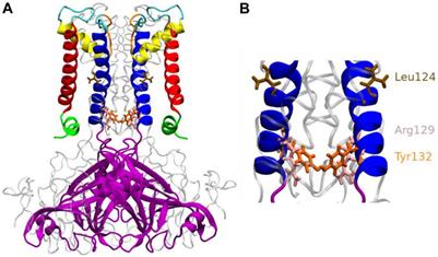 Unexpected Gating Behaviour of an Engineered Potassium Channel Kir